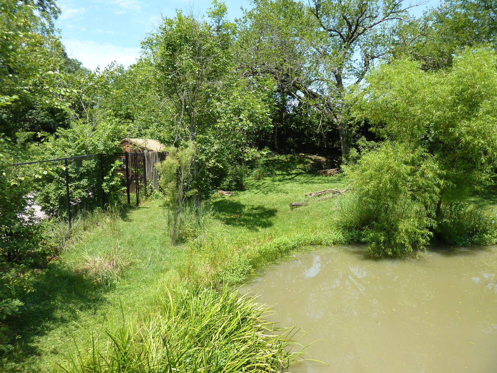 Southern Ground Hornbill Exhibit