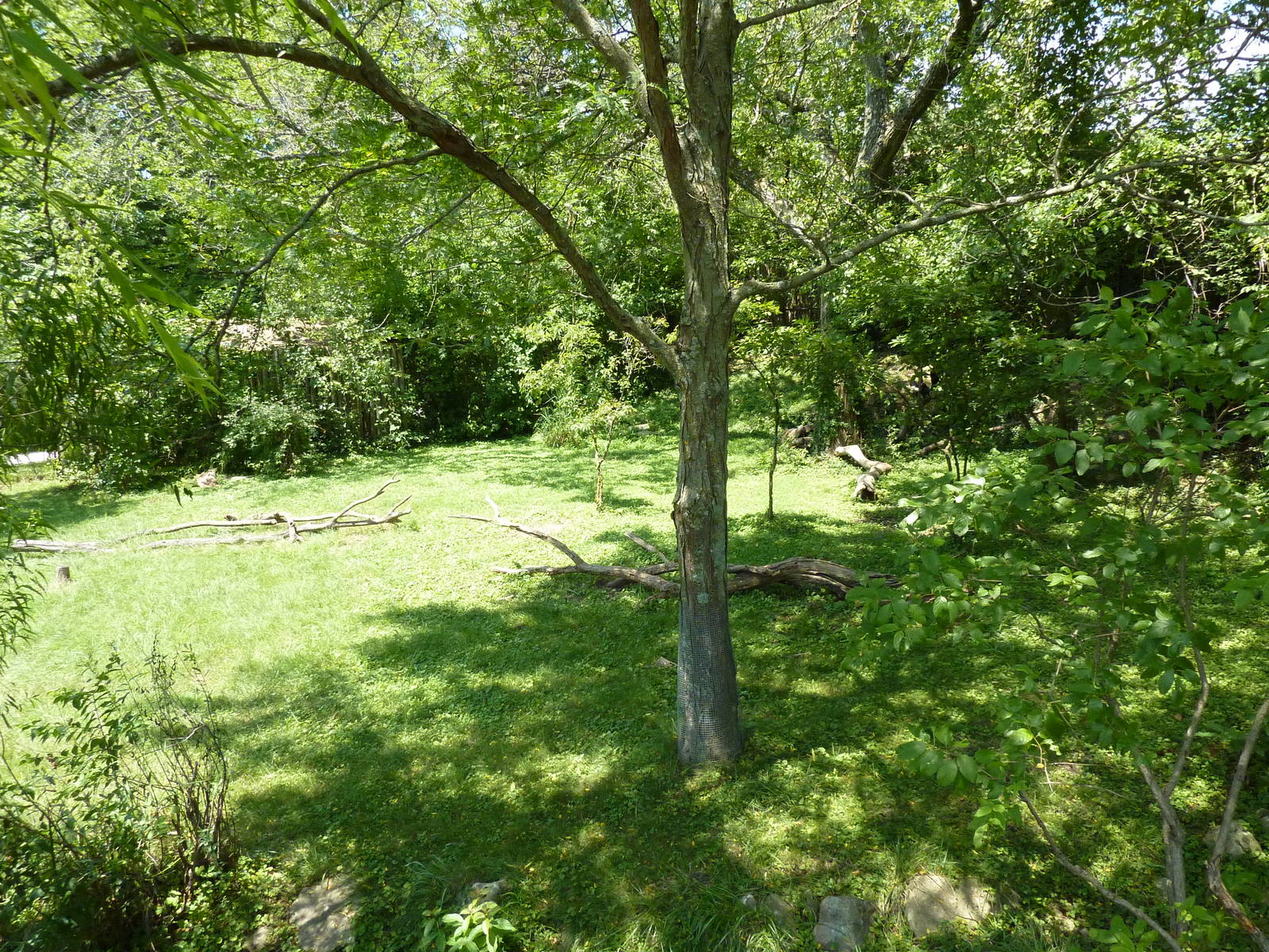 Southern Ground Hornbill Exhibit