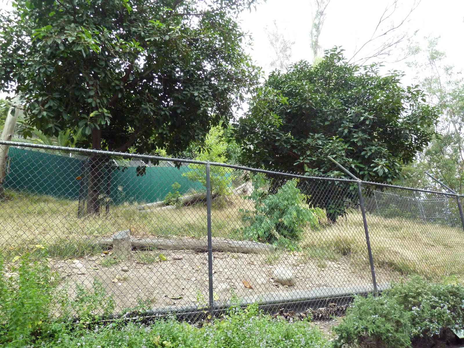 Southern Ground Hornbill Exhibit