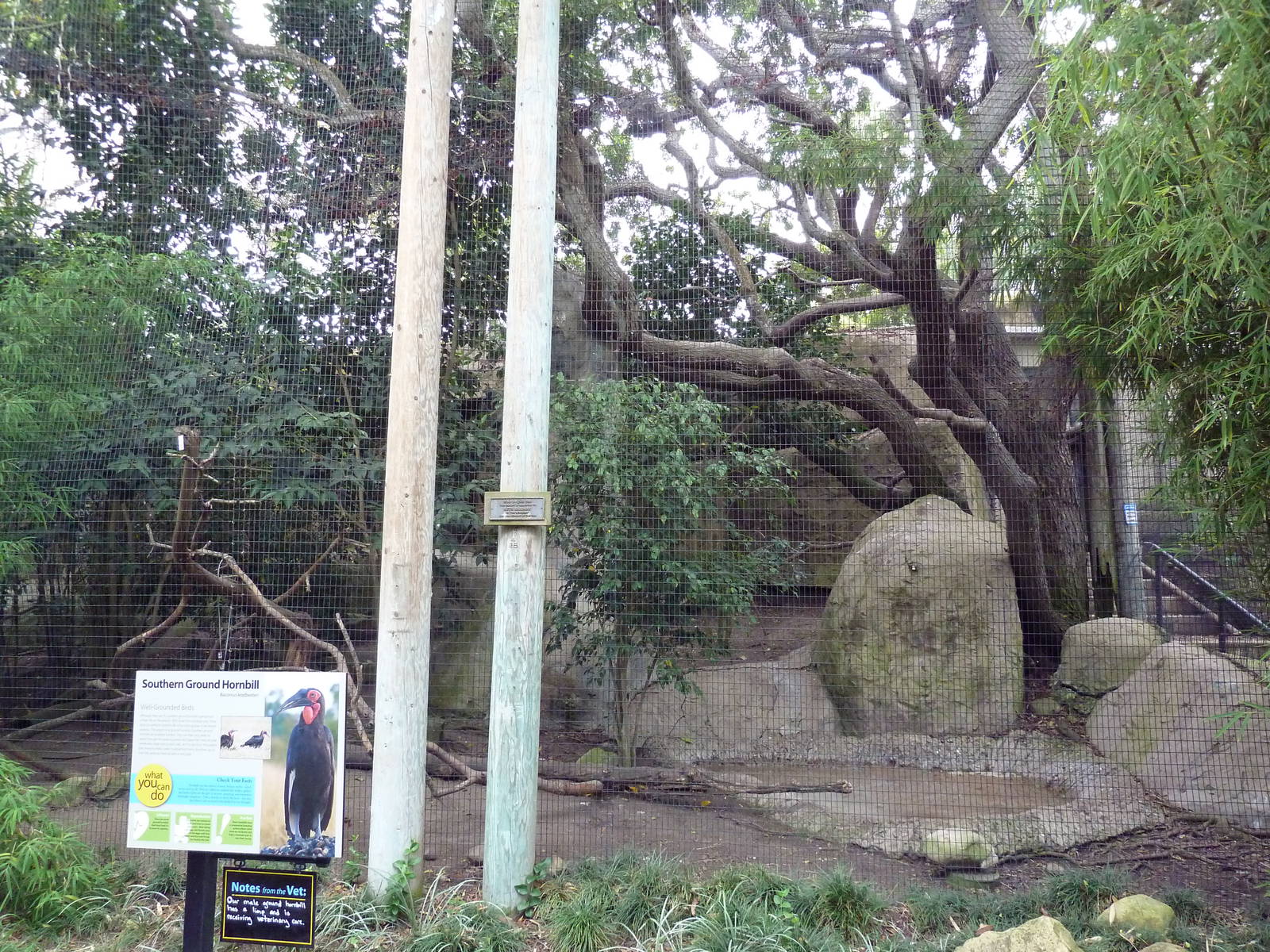 Southern Ground Hornbill Exhibit