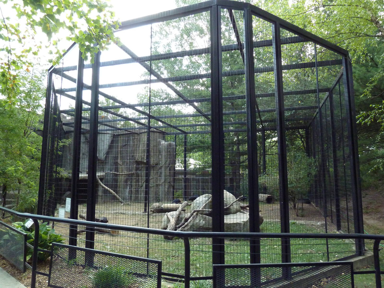 Southern Ground Hornbill Exhibit