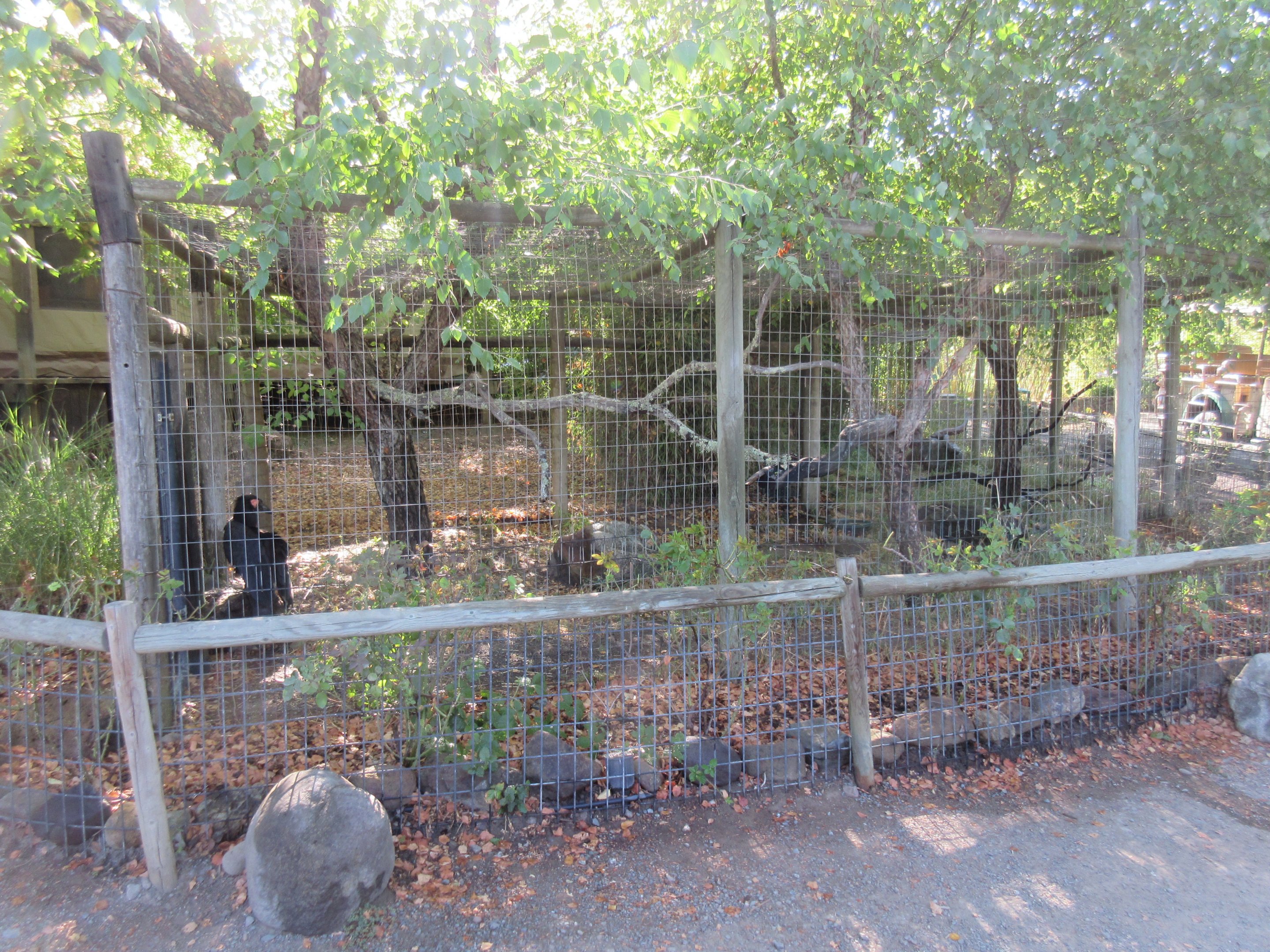 Southern Ground Hornbill Exhibit