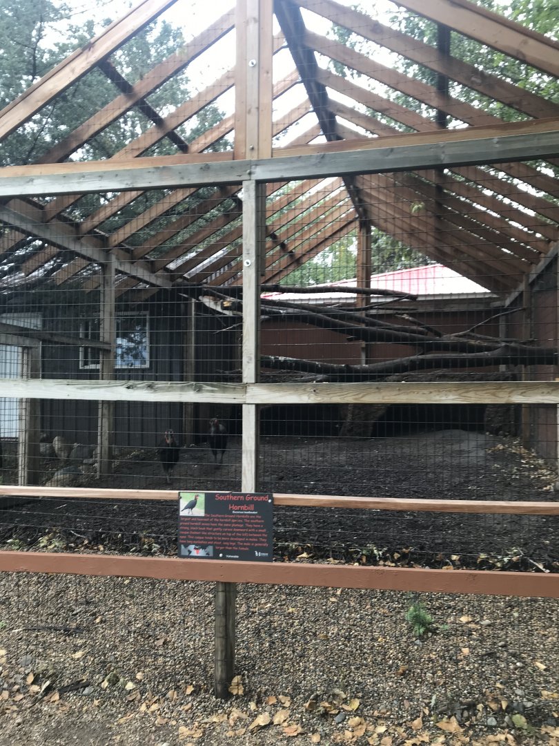 Southern Ground Hornbill Exhibit