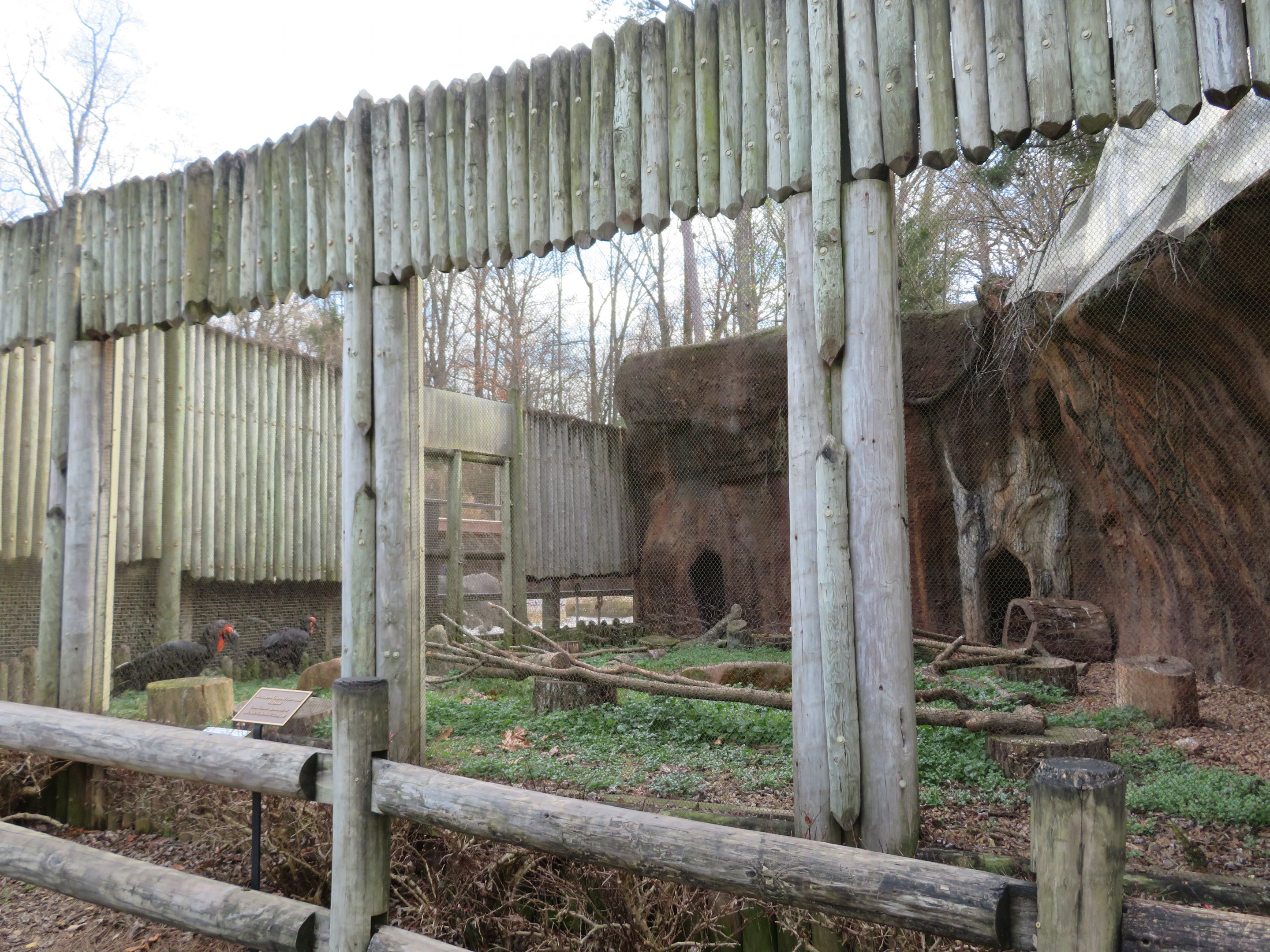 Southern Ground Hornbill Exhibit