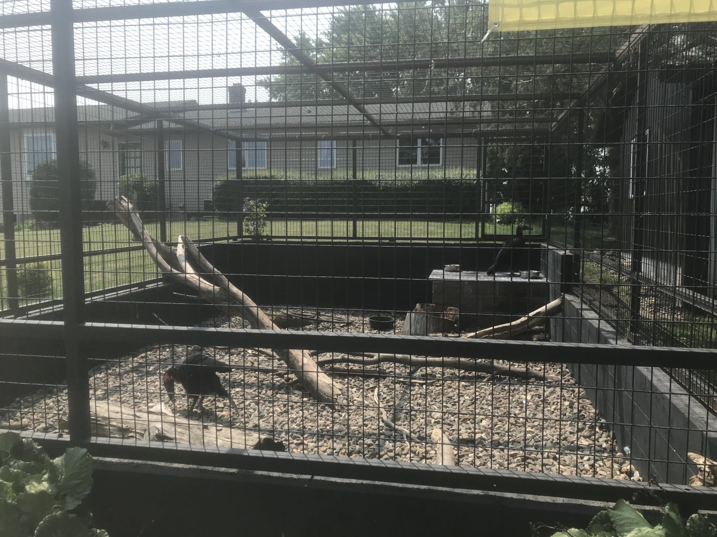 Southern Ground Hornbill Exhibit