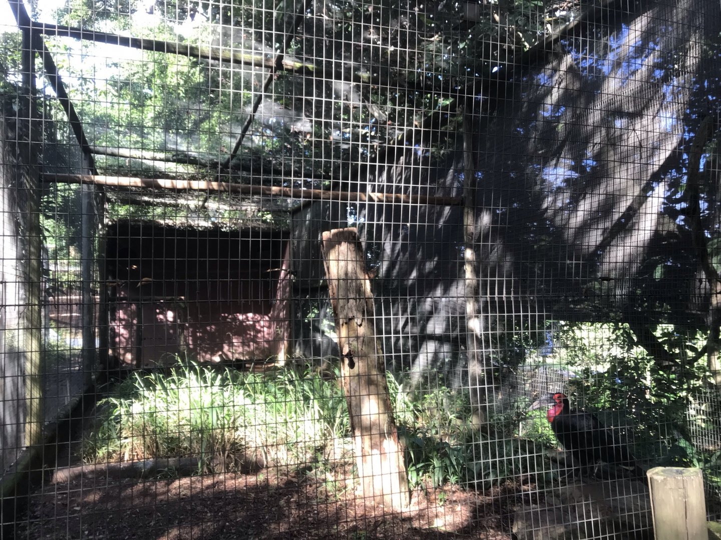 Southern Ground Hornbill Exhibit