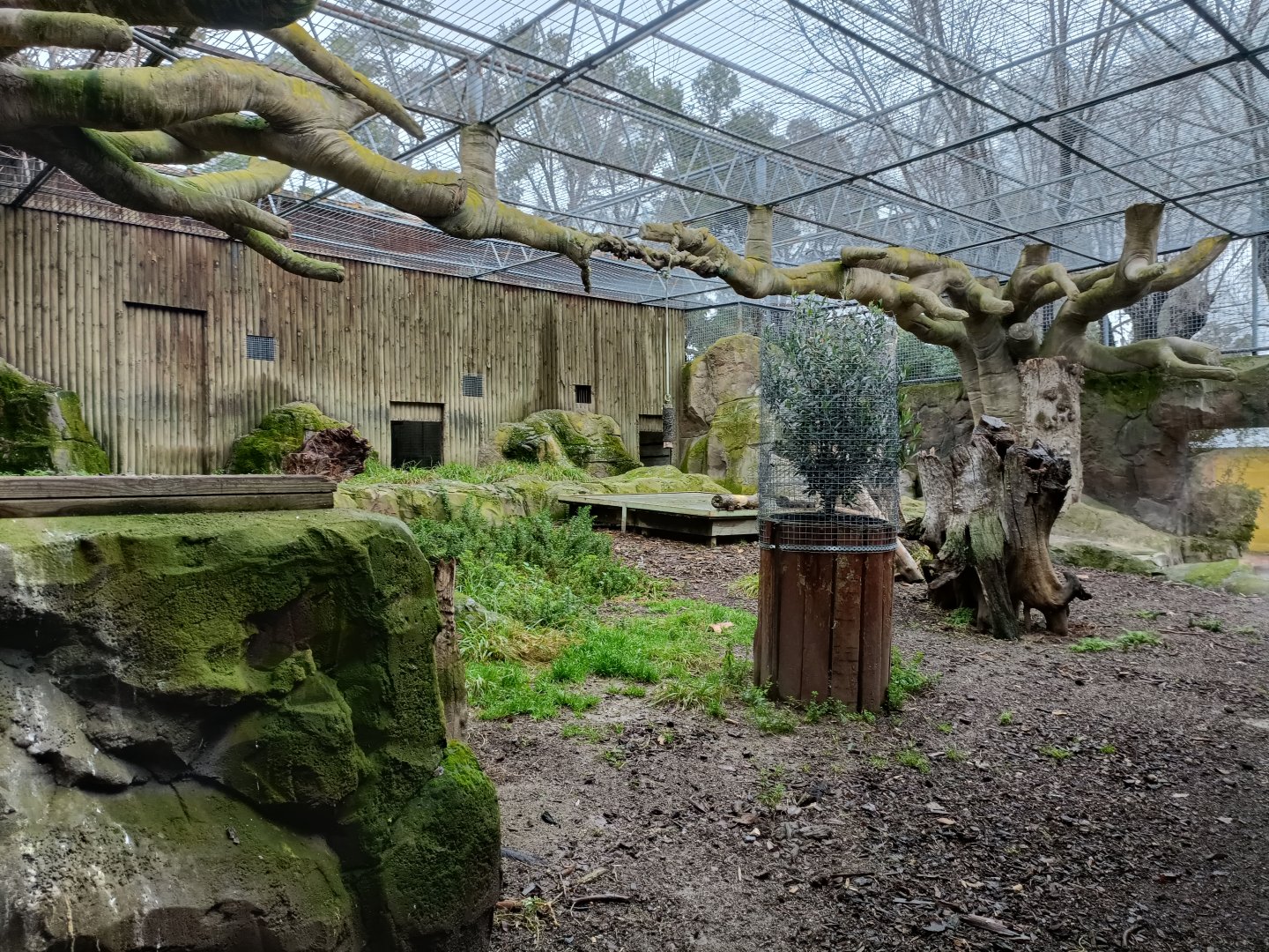 Southern ground hornbill exhibit