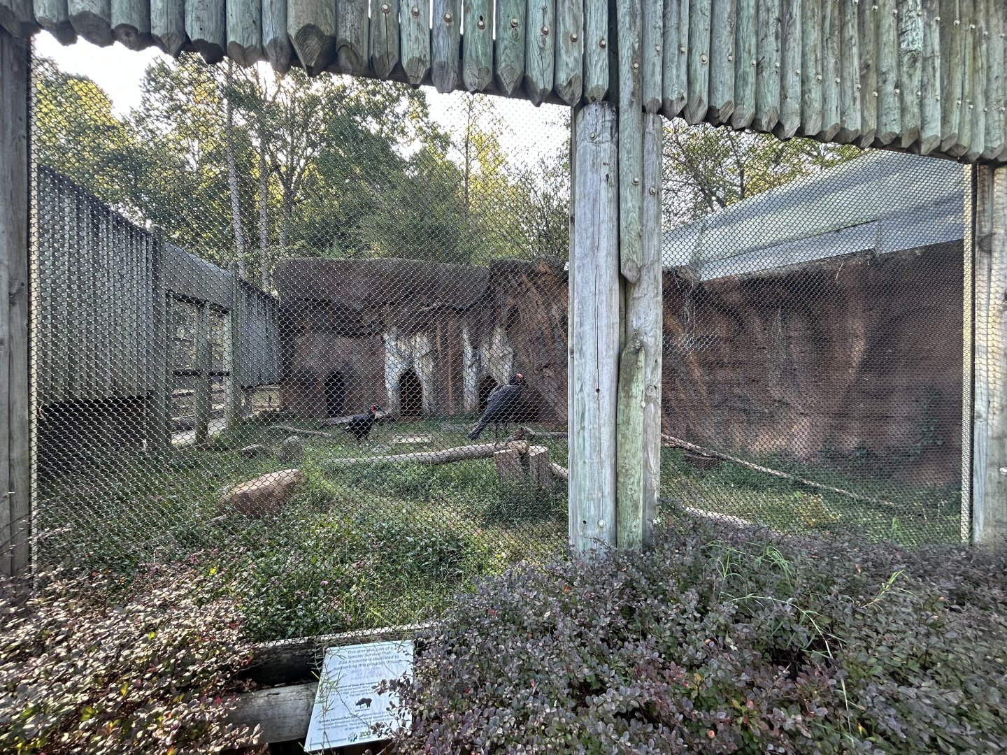 Southern Ground Hornbill Exhibit
