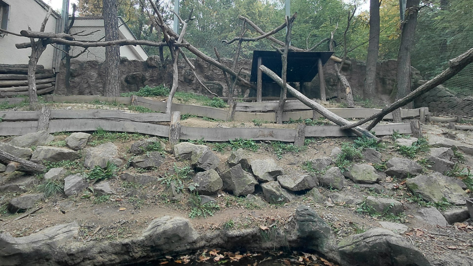 Southern ground hornbill exhibit