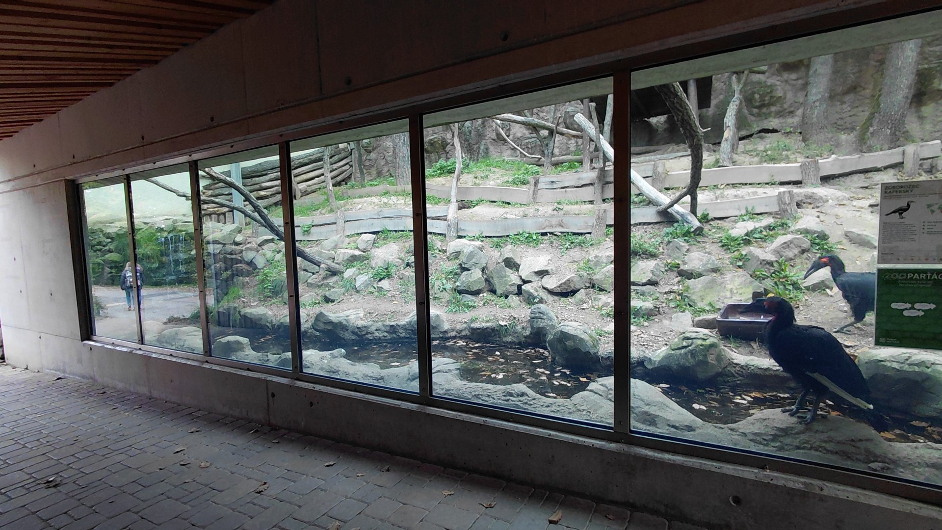 Southern ground hornbill exhibit