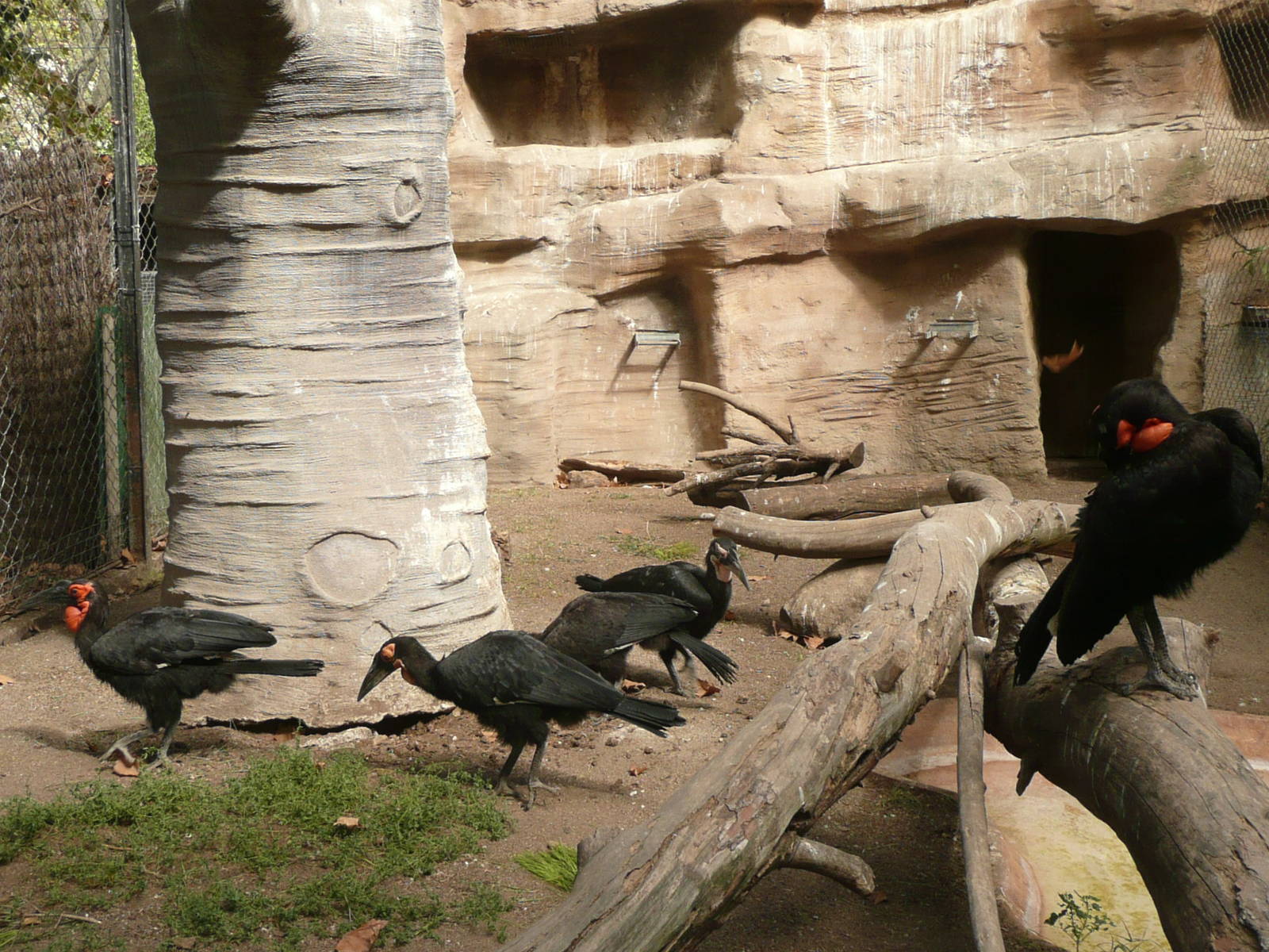 Southern ground hornbill family