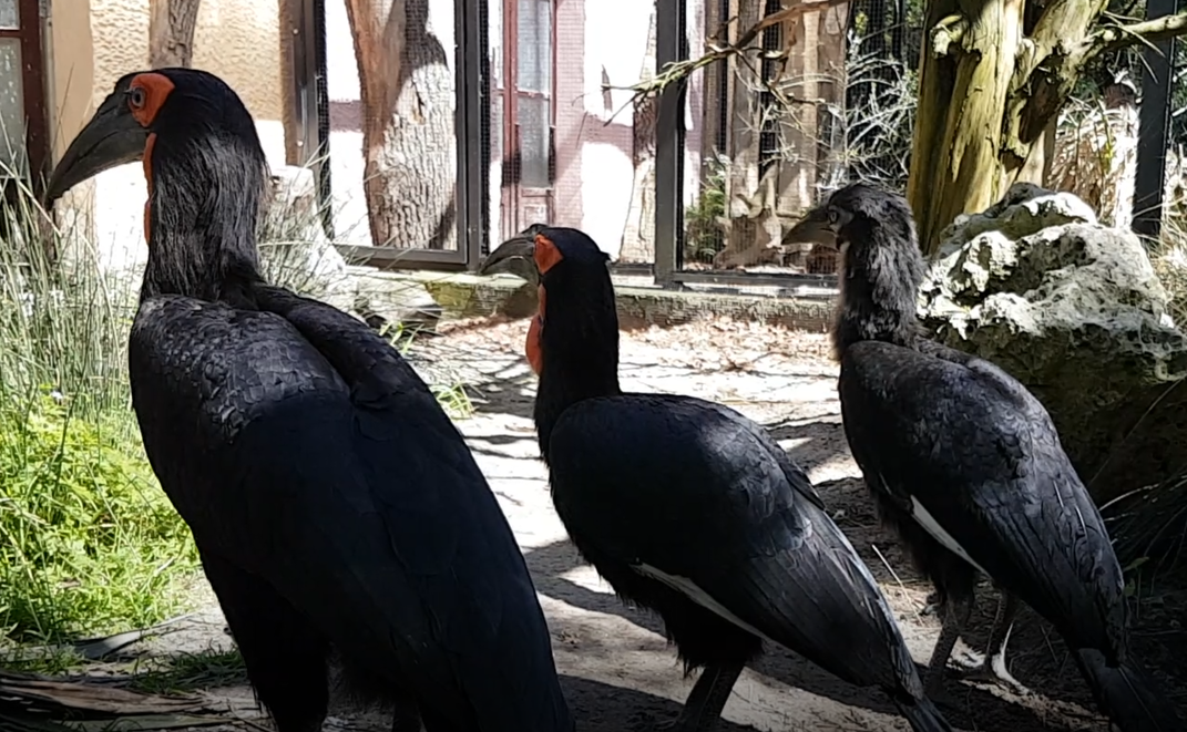 Southern ground hornbill-family