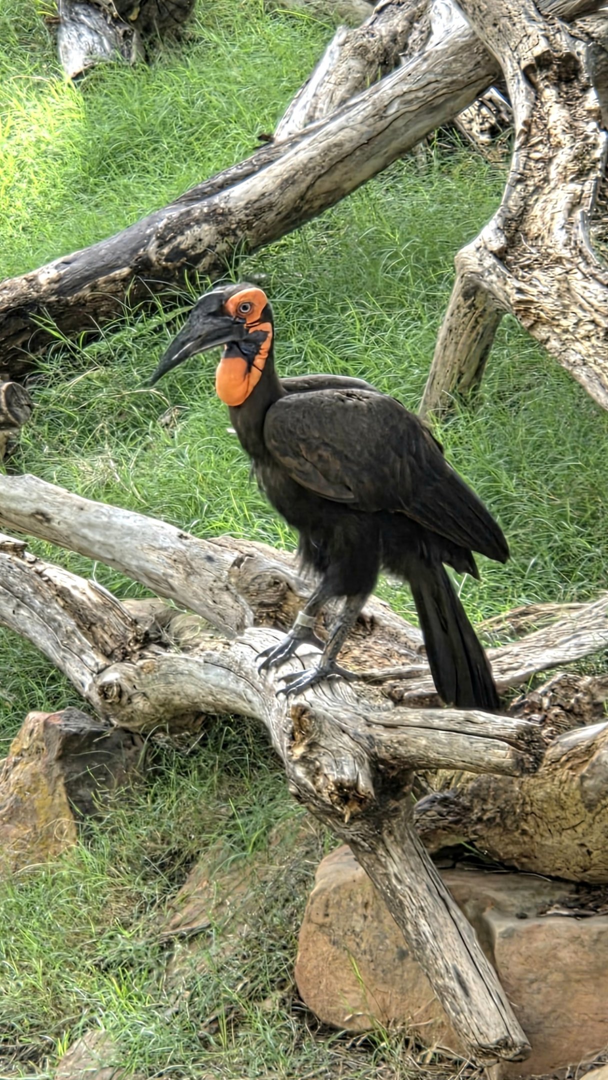 Southern Ground Hornbill - Fort Worth Zoo