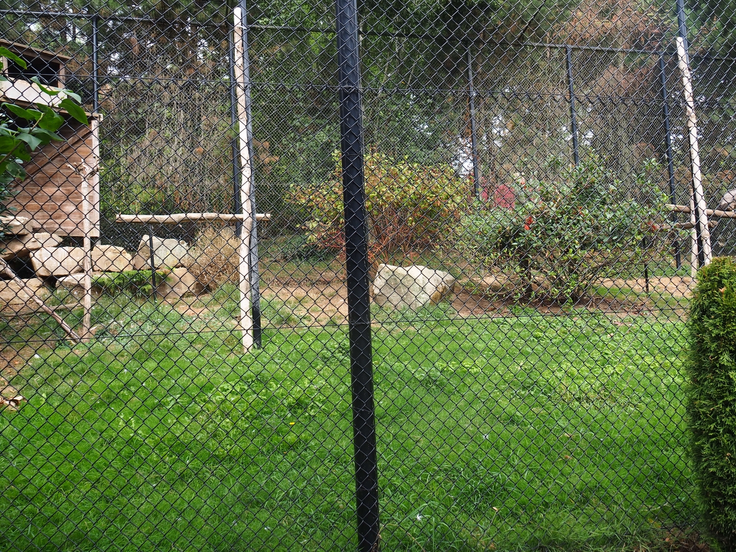 Southern ground hornbill - Griffon vulture - Eurasian eagle owl aviary (Aug 28th, 2018)