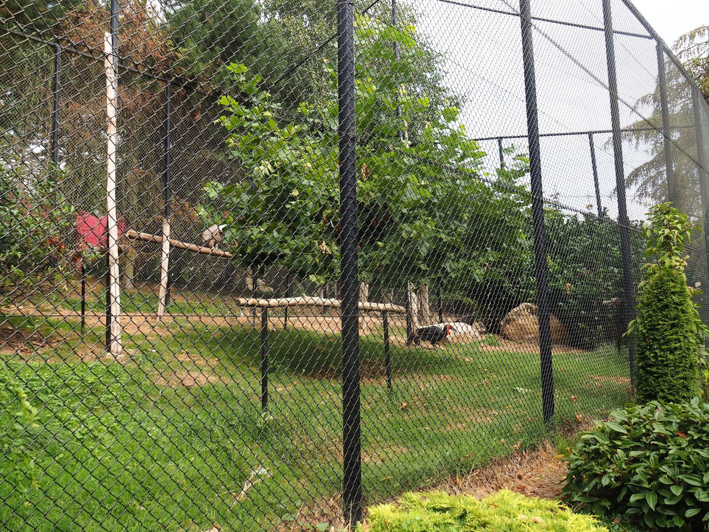 Southern ground hornbill - Griffon vulture - Eurasian eagle owl aviary (Aug 28th, 2018)