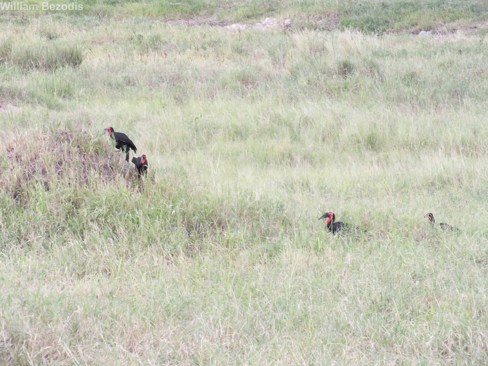 Southern Ground Hornbill Group
