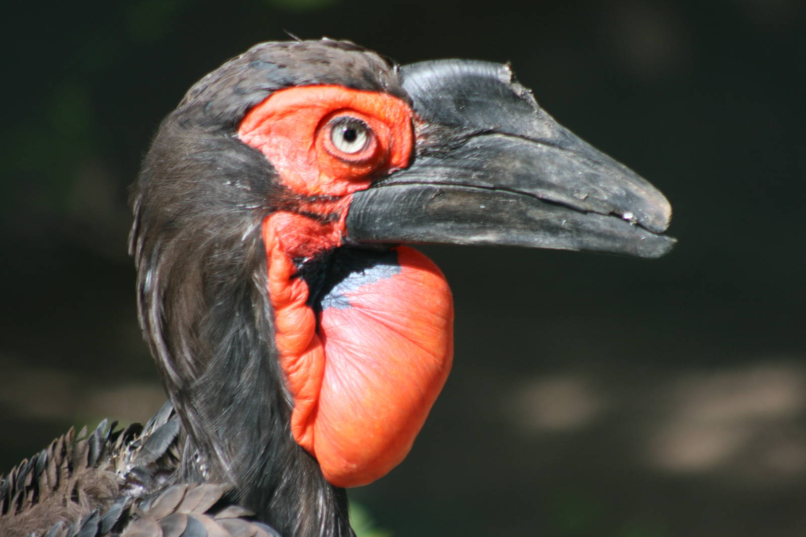 Southern ground hornbill; Heidelberg Zoo; 3rd September 2010