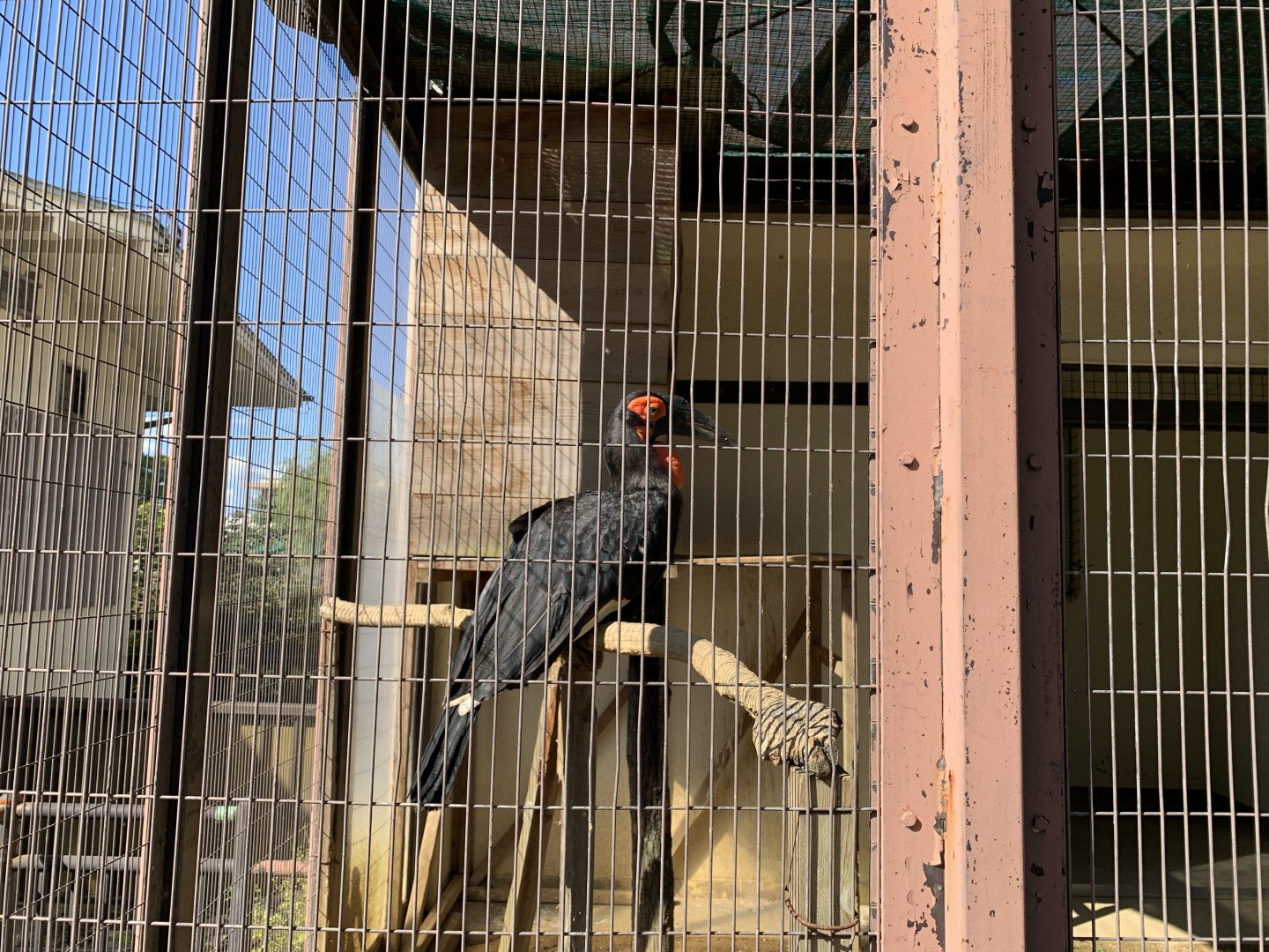 Southern Ground Hornbill (Himeji City Zoo)