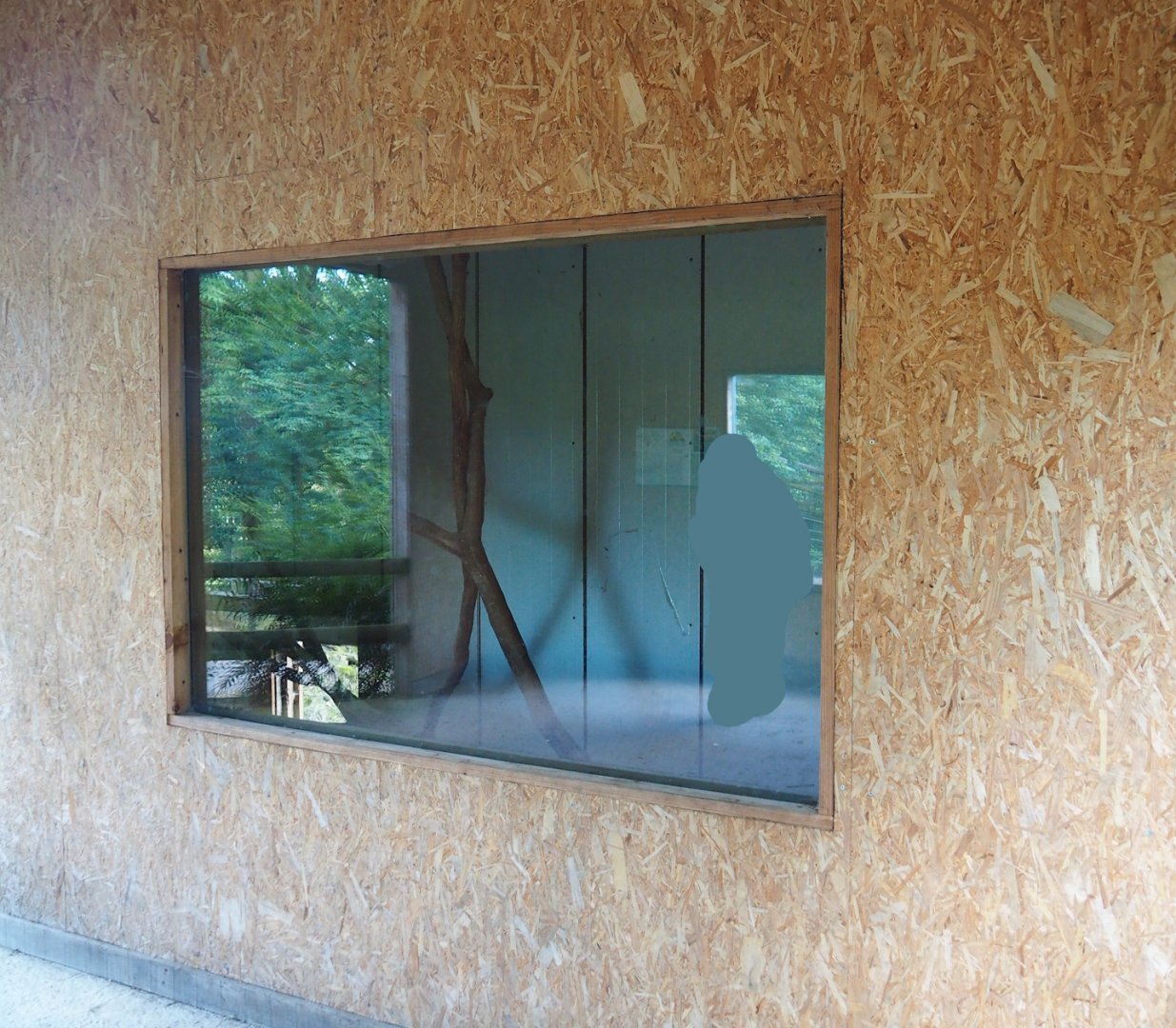 Southern ground hornbill indoor housing, 2023-06-24