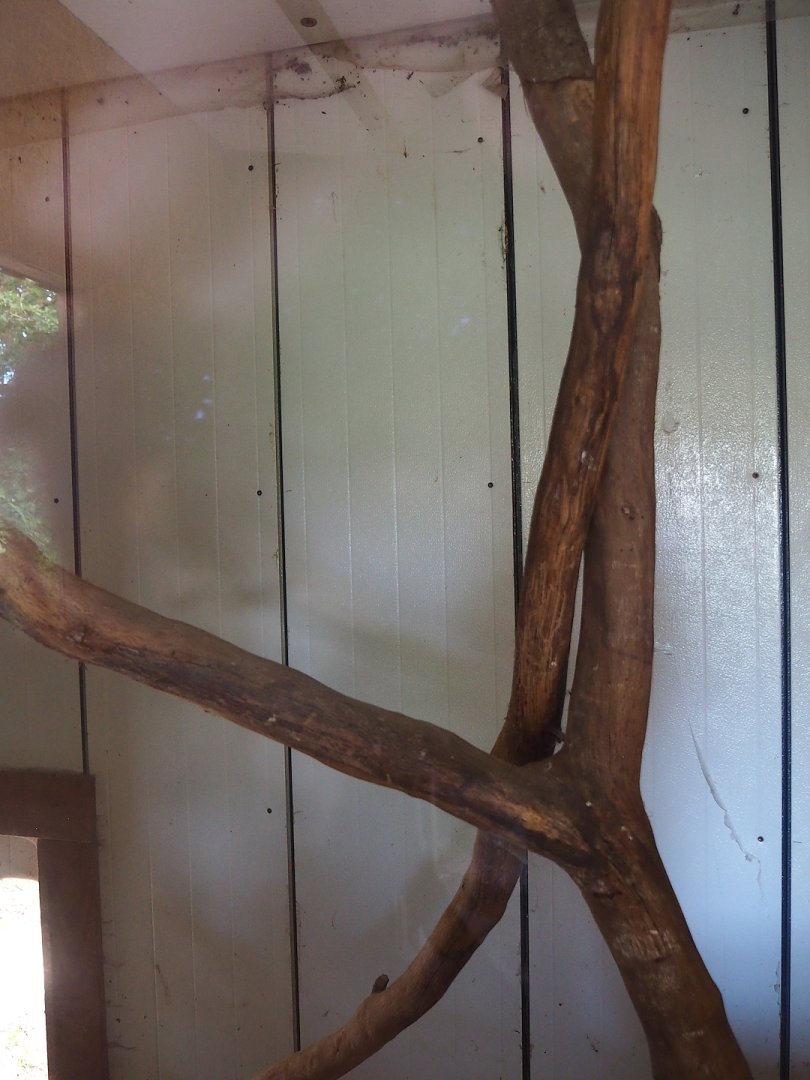 Southern ground hornbill indoor housing, 2023-06-24