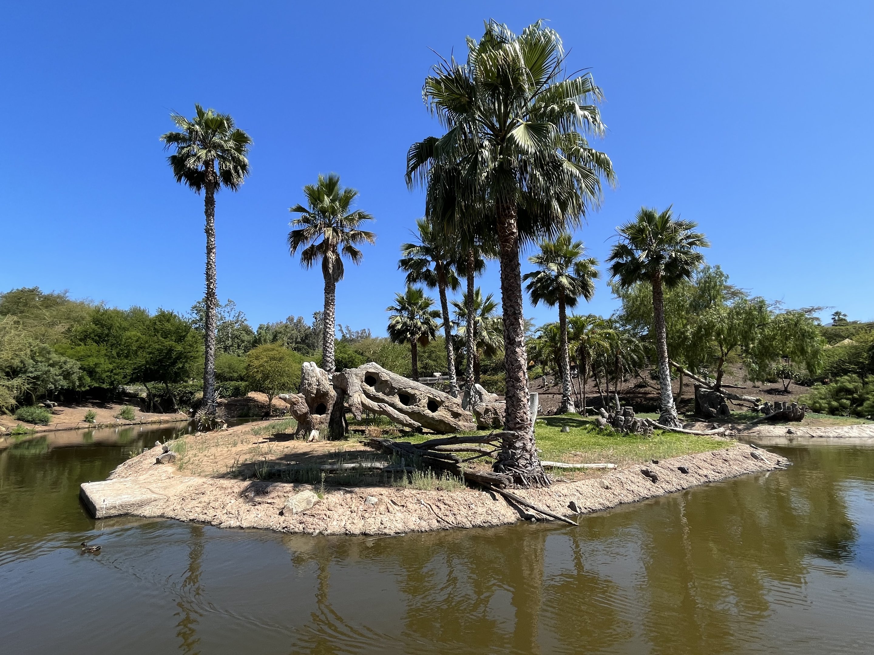 Southern Ground Hornbill Island