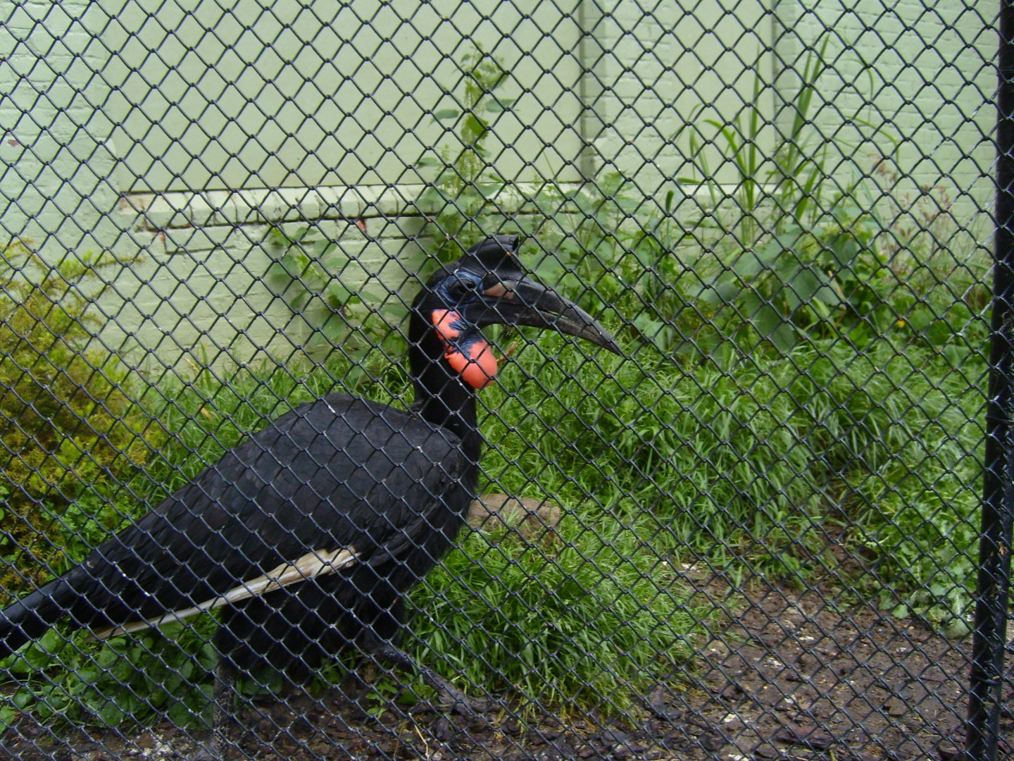 Southern Ground Hornbill (June 2008)