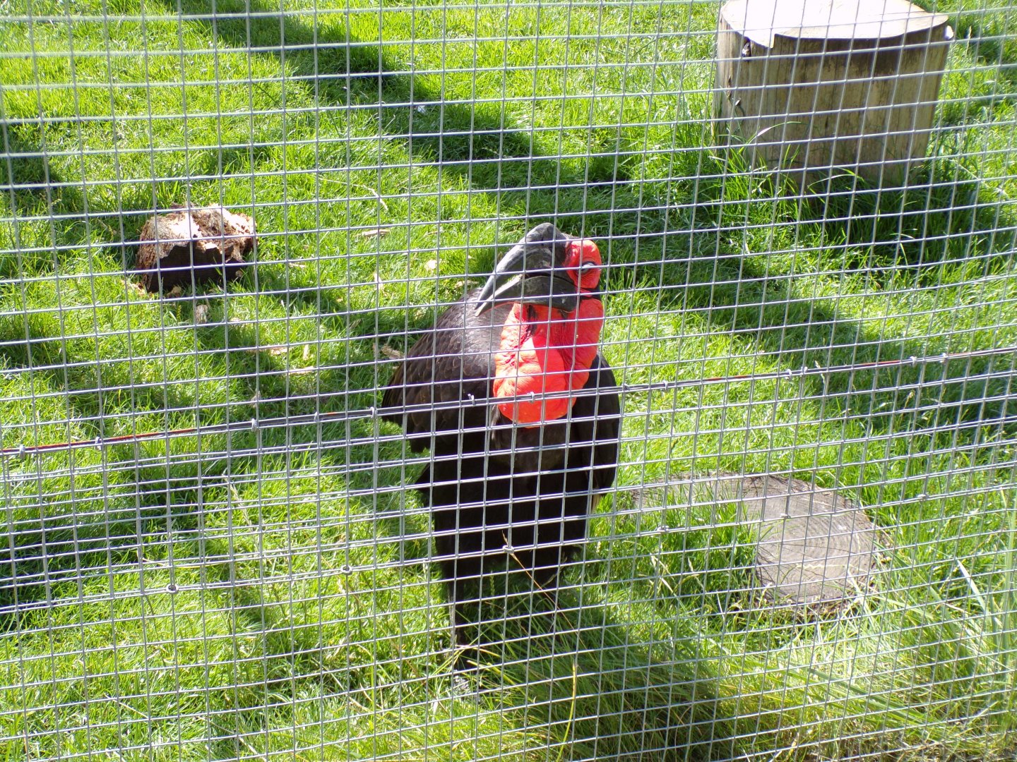 Southern ground hornbill “Kato” 17.7.23