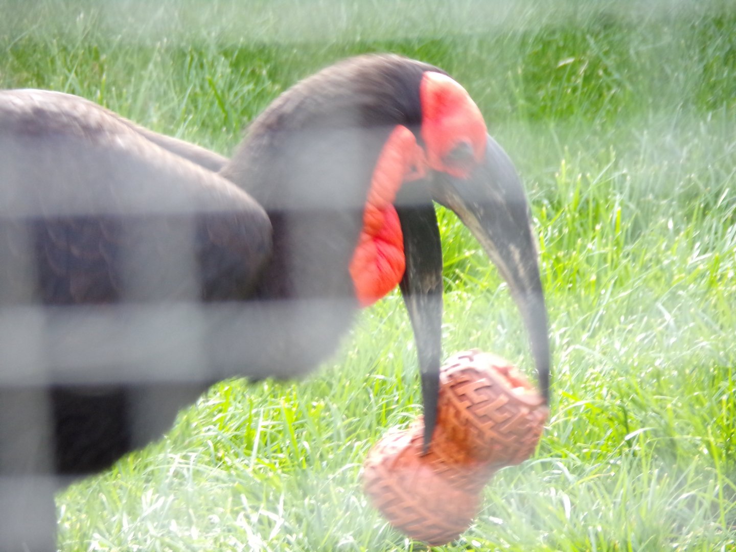 Southern ground hornbill “Kato” playing with enrichment 9.9.23
