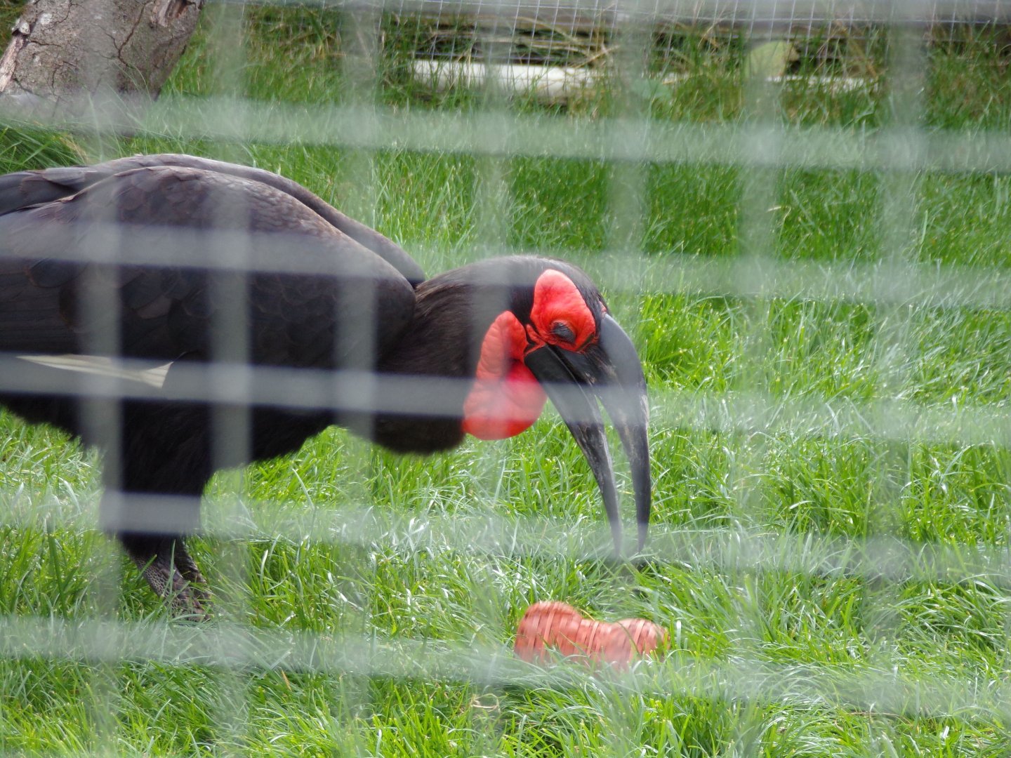 Southern ground hornbill “Kato” playing with enrichment 9.9.23