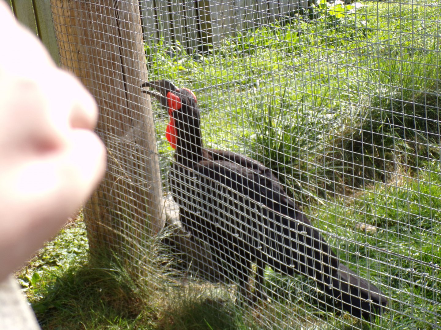 Southern ground hornbill “Kato” waiting for food 9.9.23