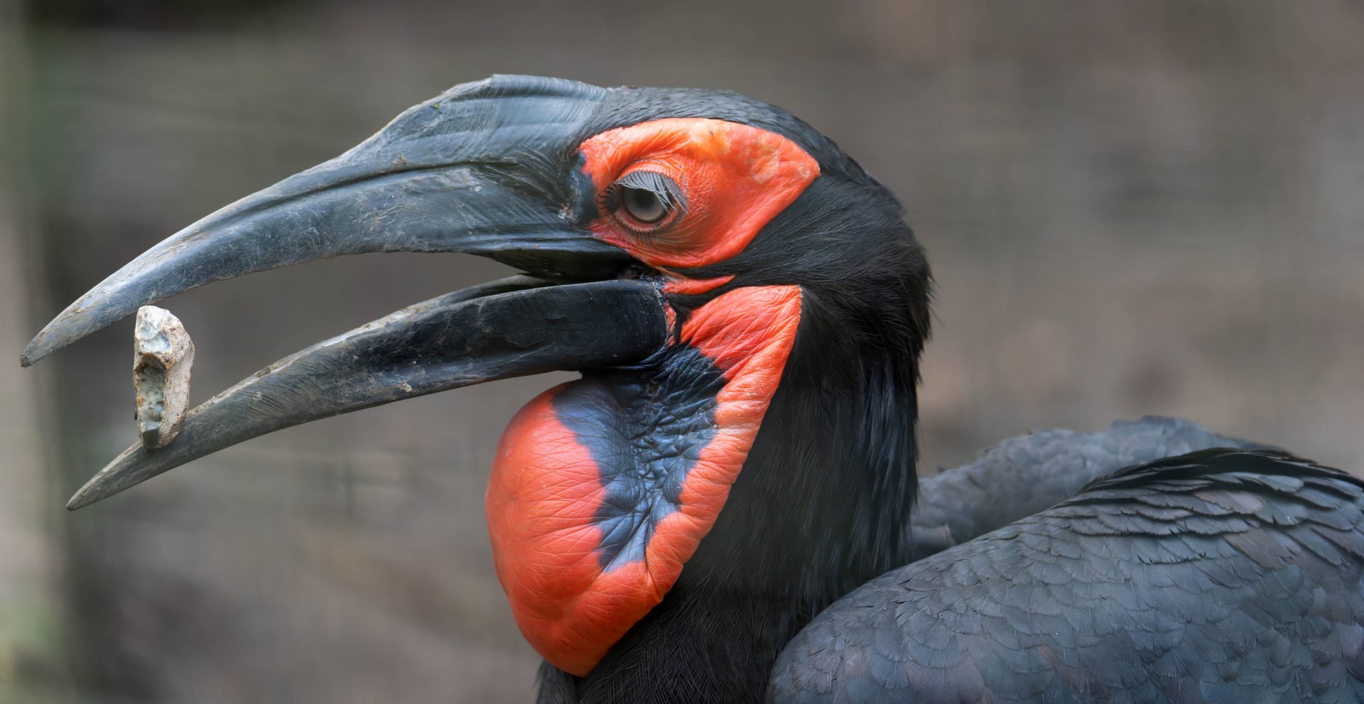 Southern ground hornbill, Linton, UK