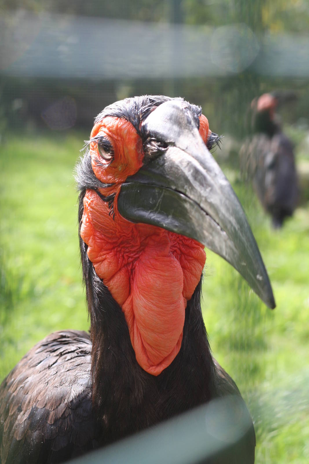 Southern Ground Hornbill @ Lotherton; 24.09.09