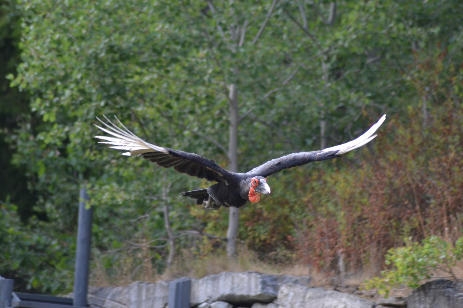 Southern ground hornbill "Manfred" in the bird show "Wings" at Kolmården