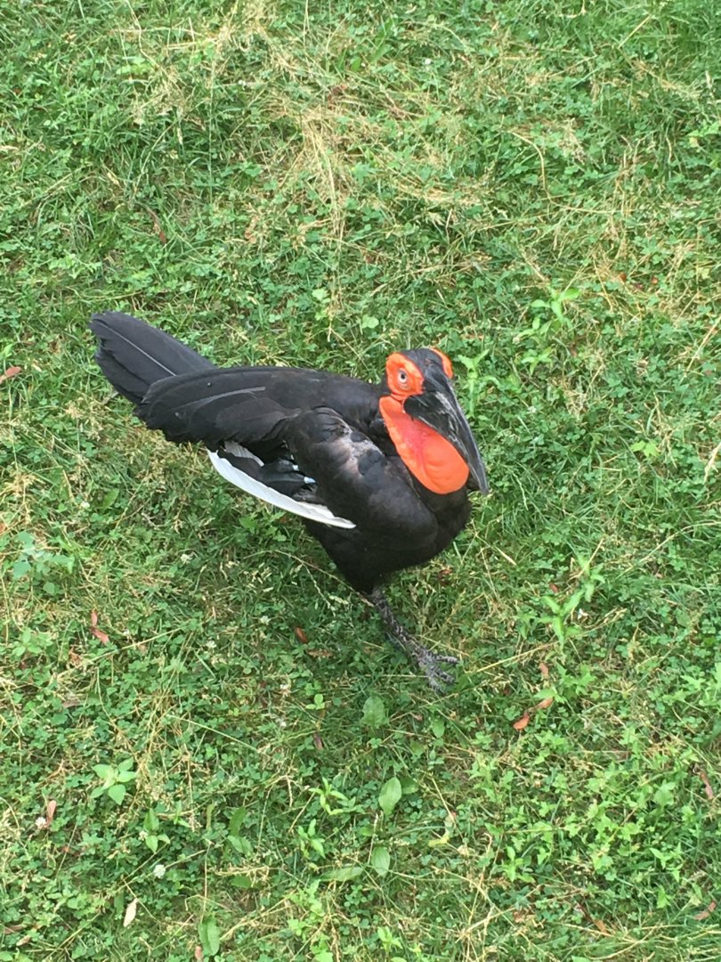 Southern Ground Hornbill | Milwaukee County Zoo