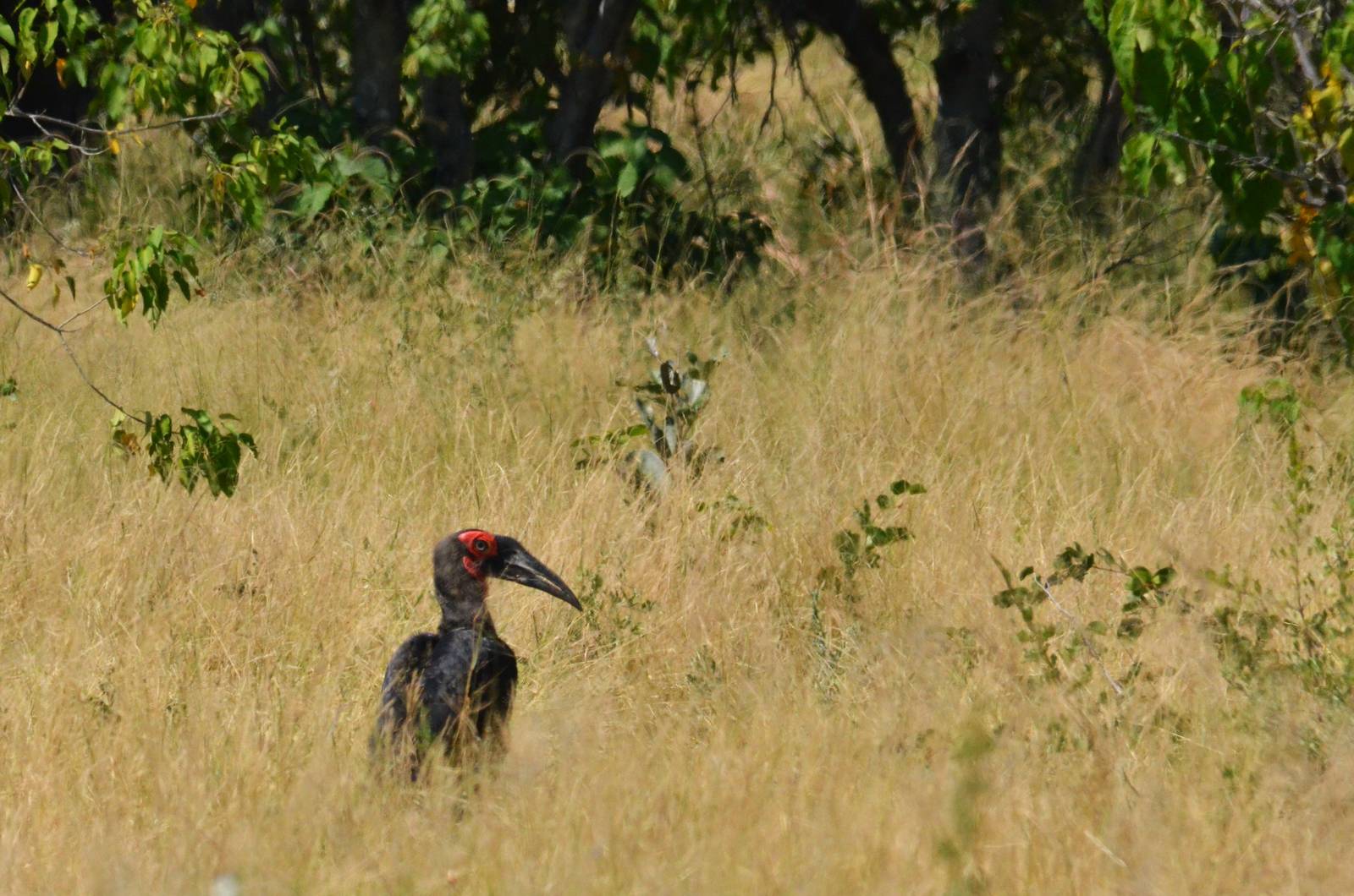 Southern Ground Hornbill, Moremi Game Reserve, Botswana, 26/04/16