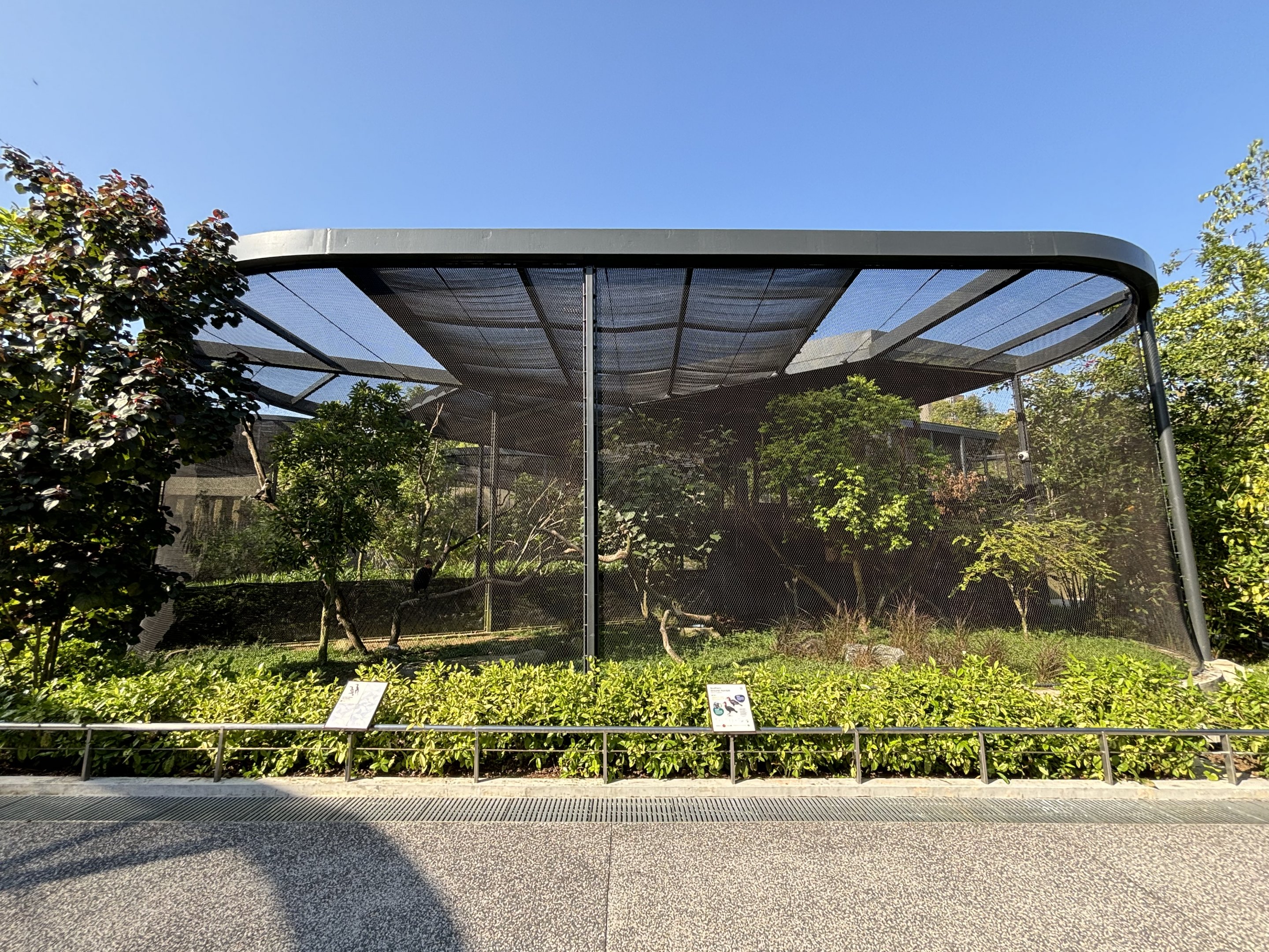 Southern Ground Hornbill + Northern African Grey Hornbill