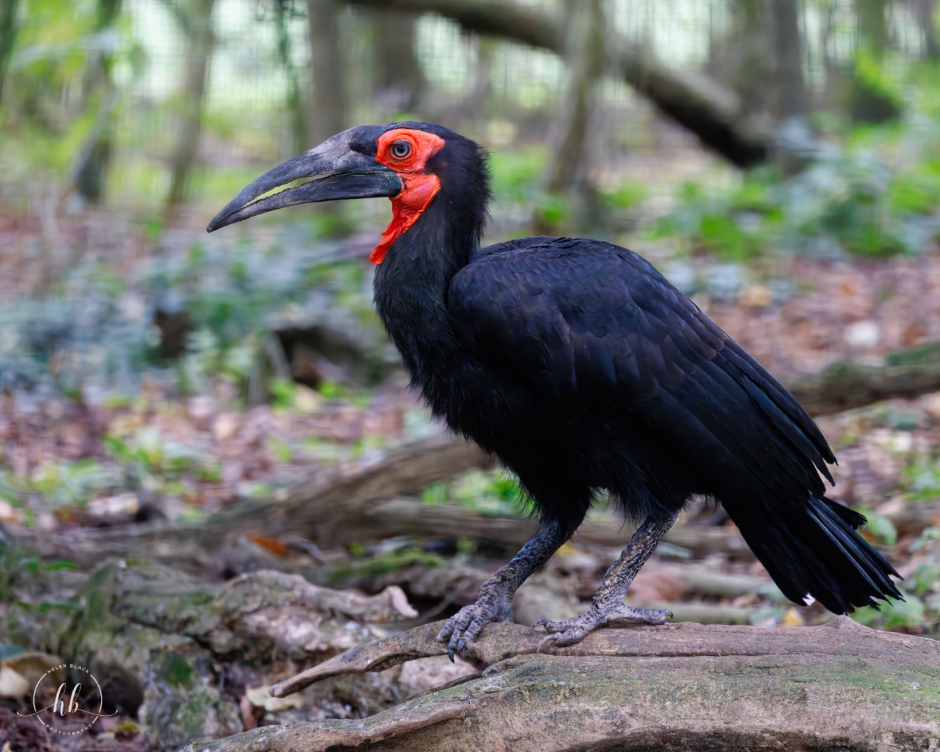 Southern Ground Hornbill (Red) / Linton Zoo / 17-11-24