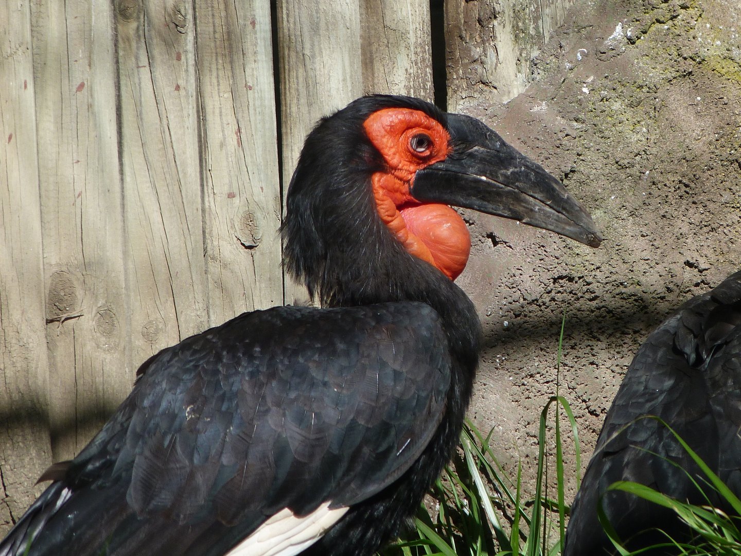 Southern ground hornbill -Zoo Aquarium de Madrid (2025)