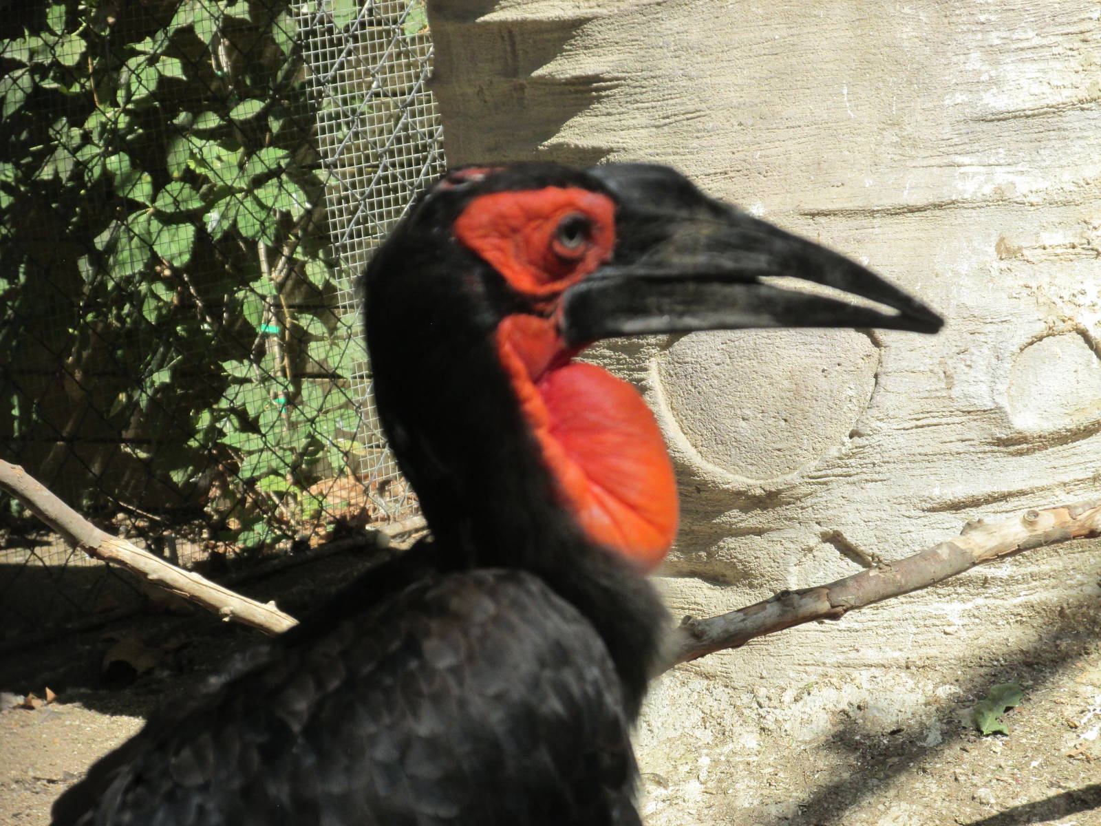 southern ground hornbill zoo barcelona