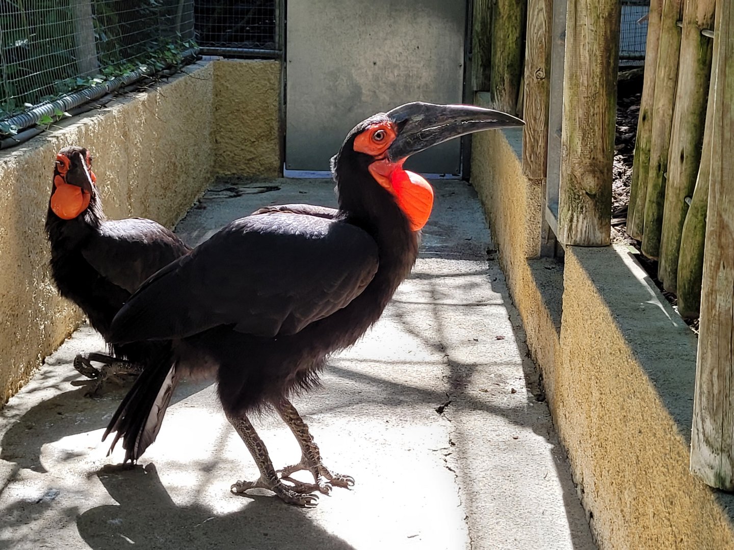 Southern ground hornbill -Zoo d'Asson (2022)