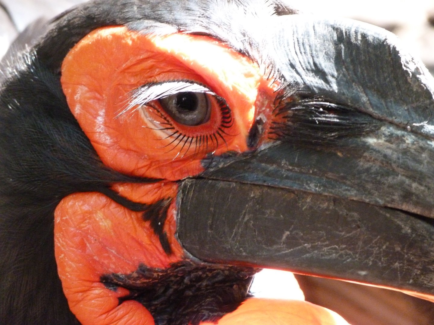 Southern ground hornbill -Zoo d'Asson (2025)