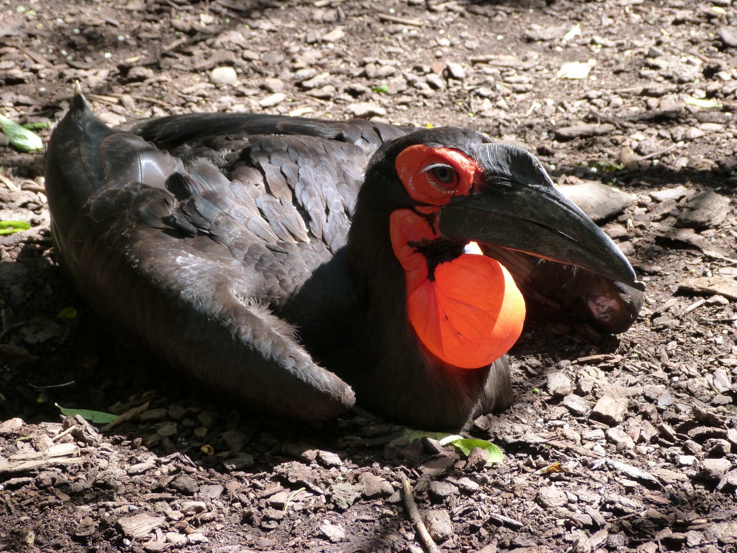 Southern ground hornbill -Zoo d'Asson (2025)