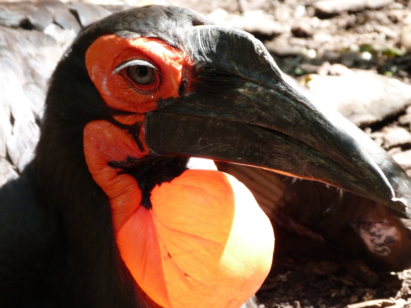Southern ground hornbill -Zoo d'Asson (2025)