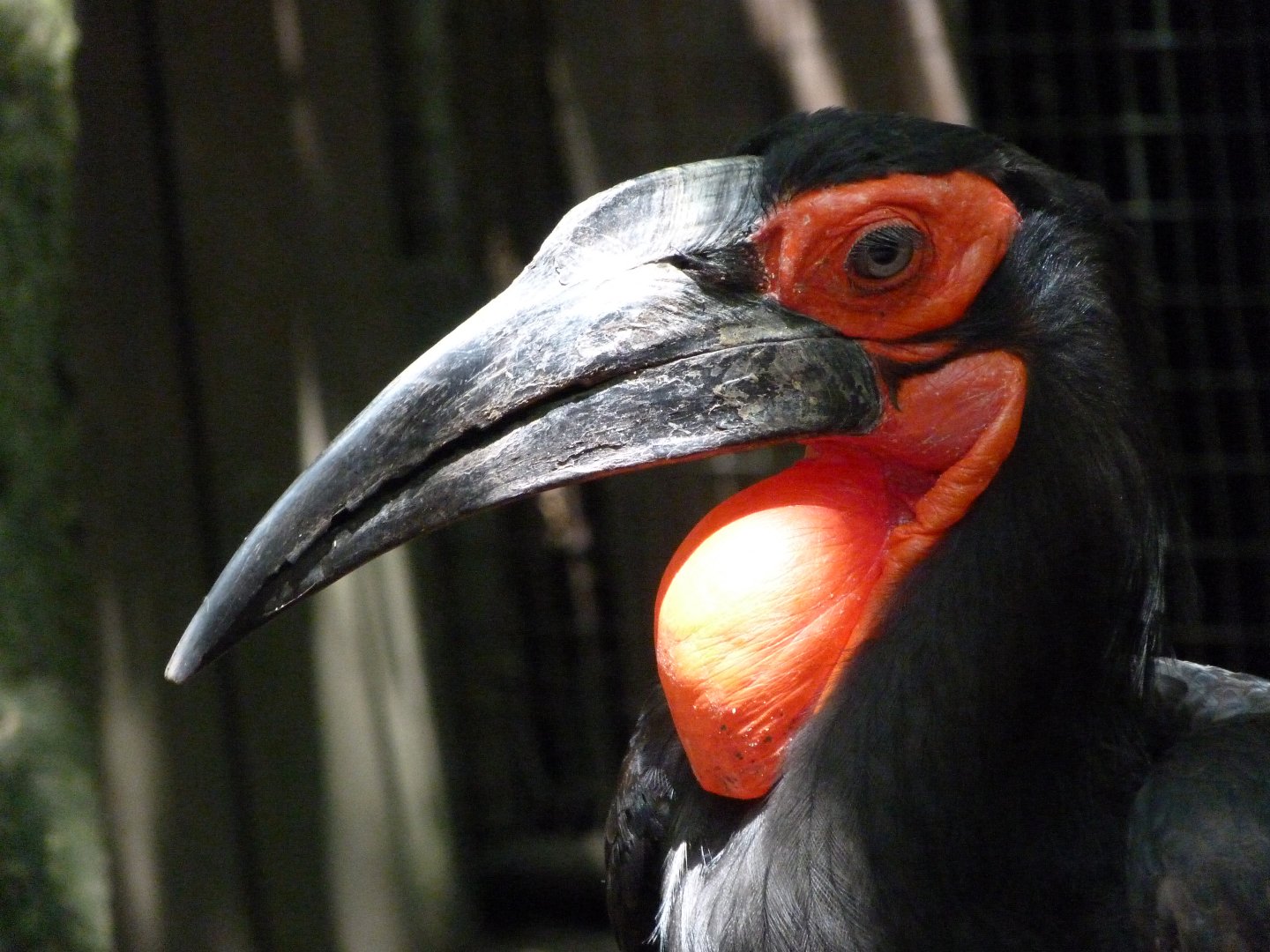 Southern ground hornbill -Zoo d'Asson (2025)