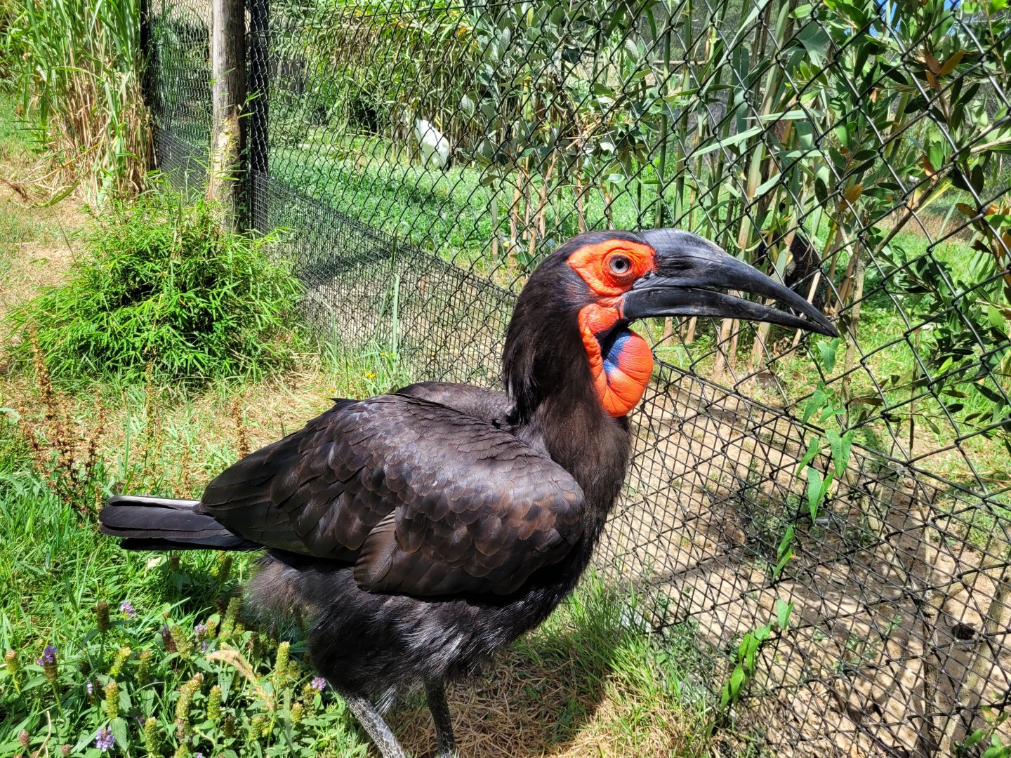 Southern ground hornbill -Zoo de Labenne (2024)
