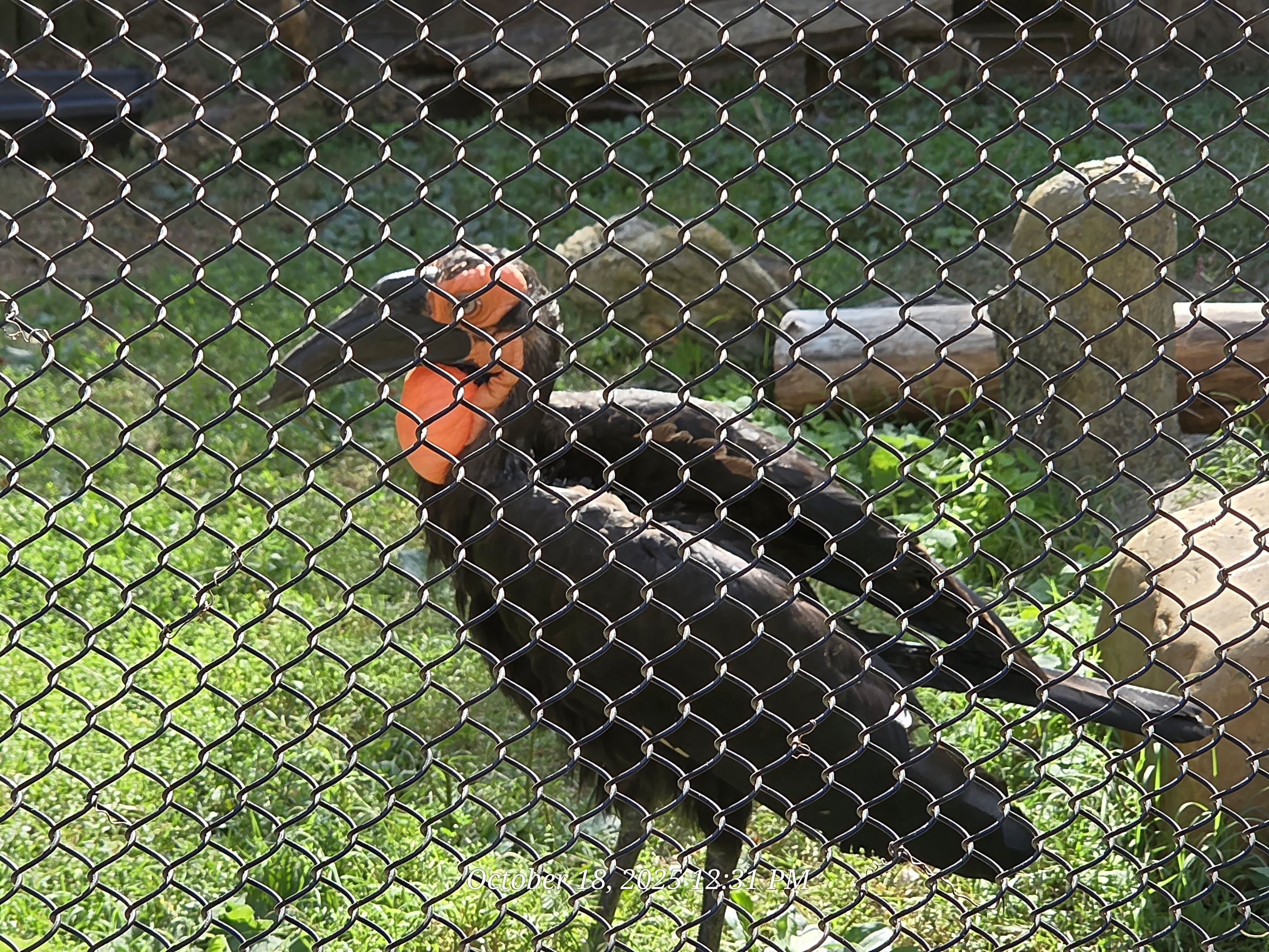 Southern Ground Hornbill - Zoo Knoxville