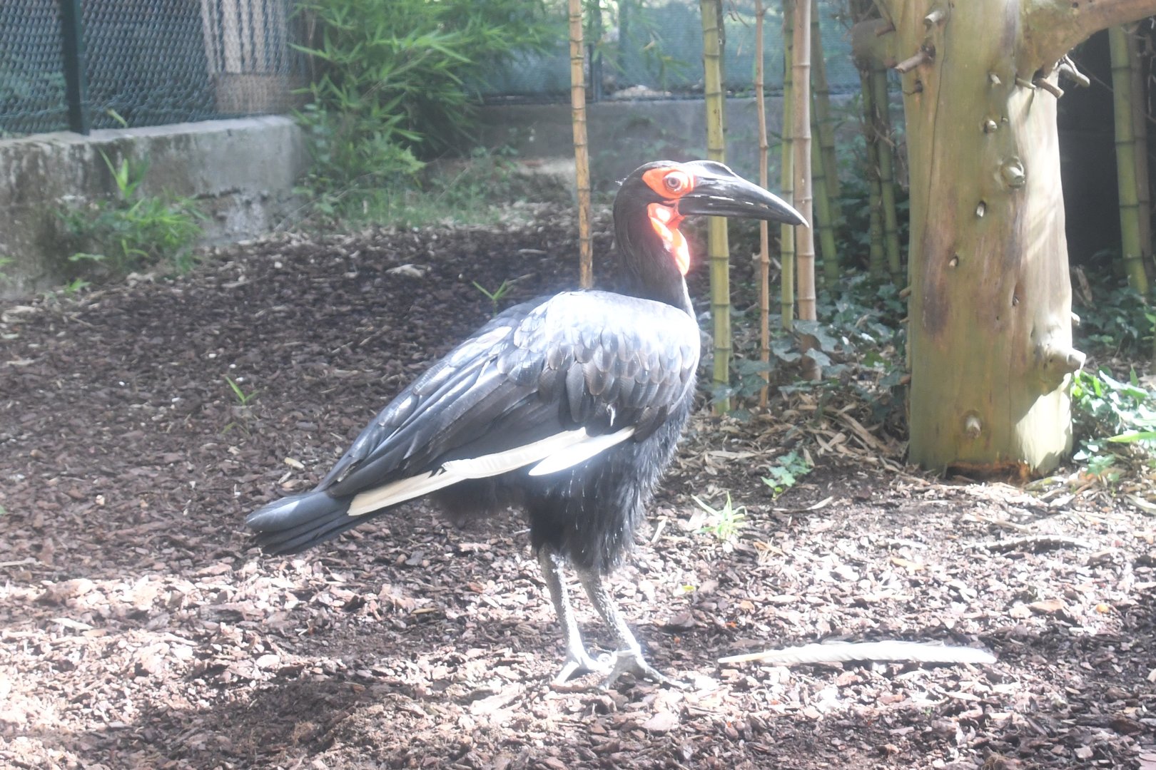 Southern Ground Hornbill (Zoo Lourosa)