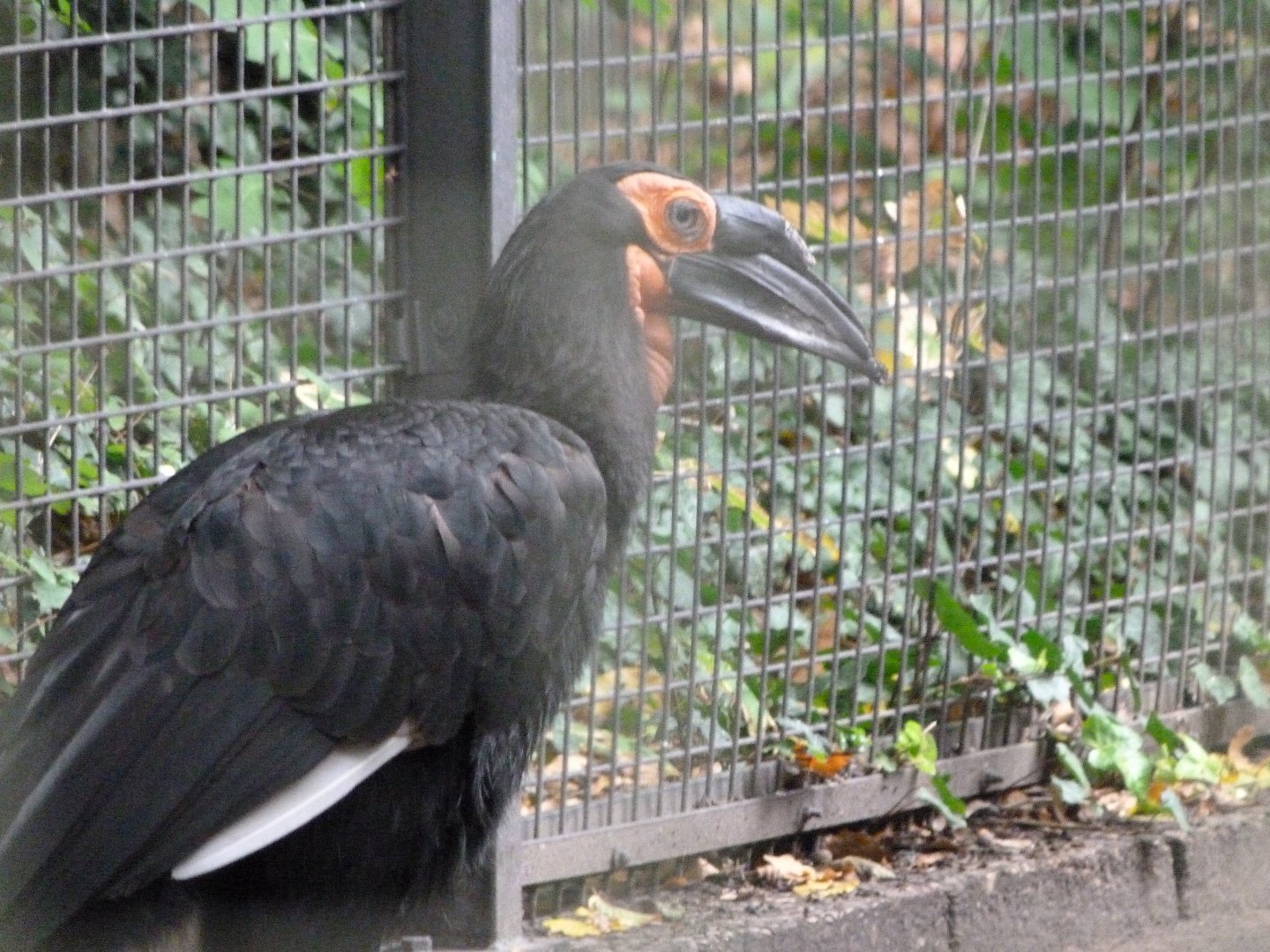 Southern ground hornbill -Zoologischer Garten Berlin (2024)