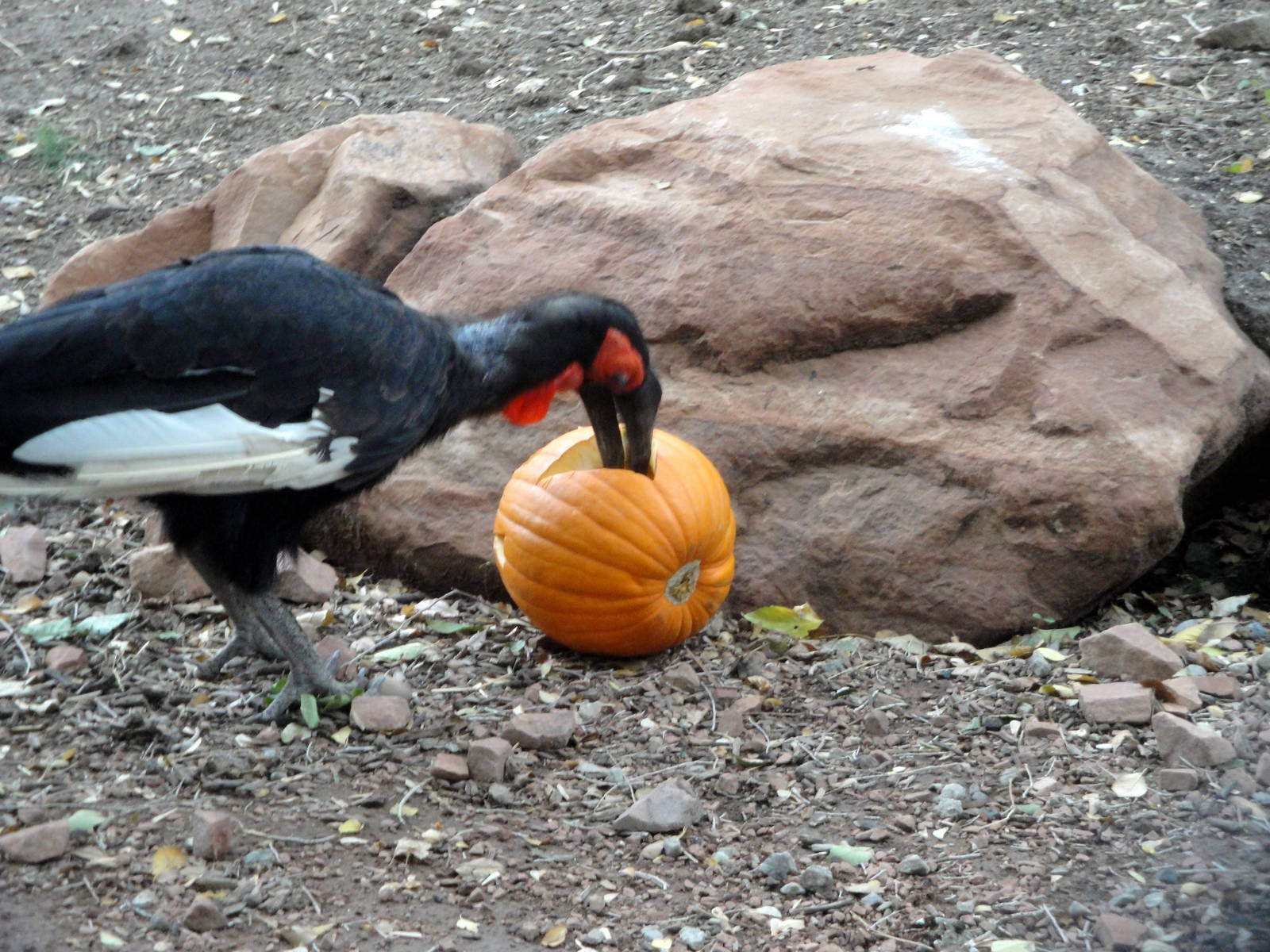 Southern Ground Hornbill