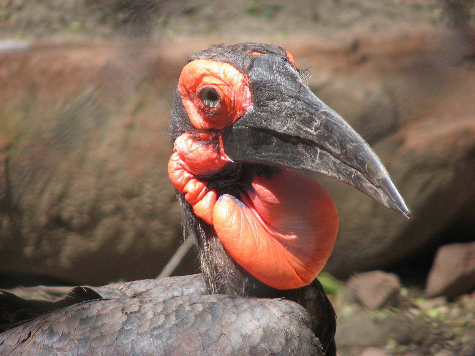 Southern Ground Hornbill